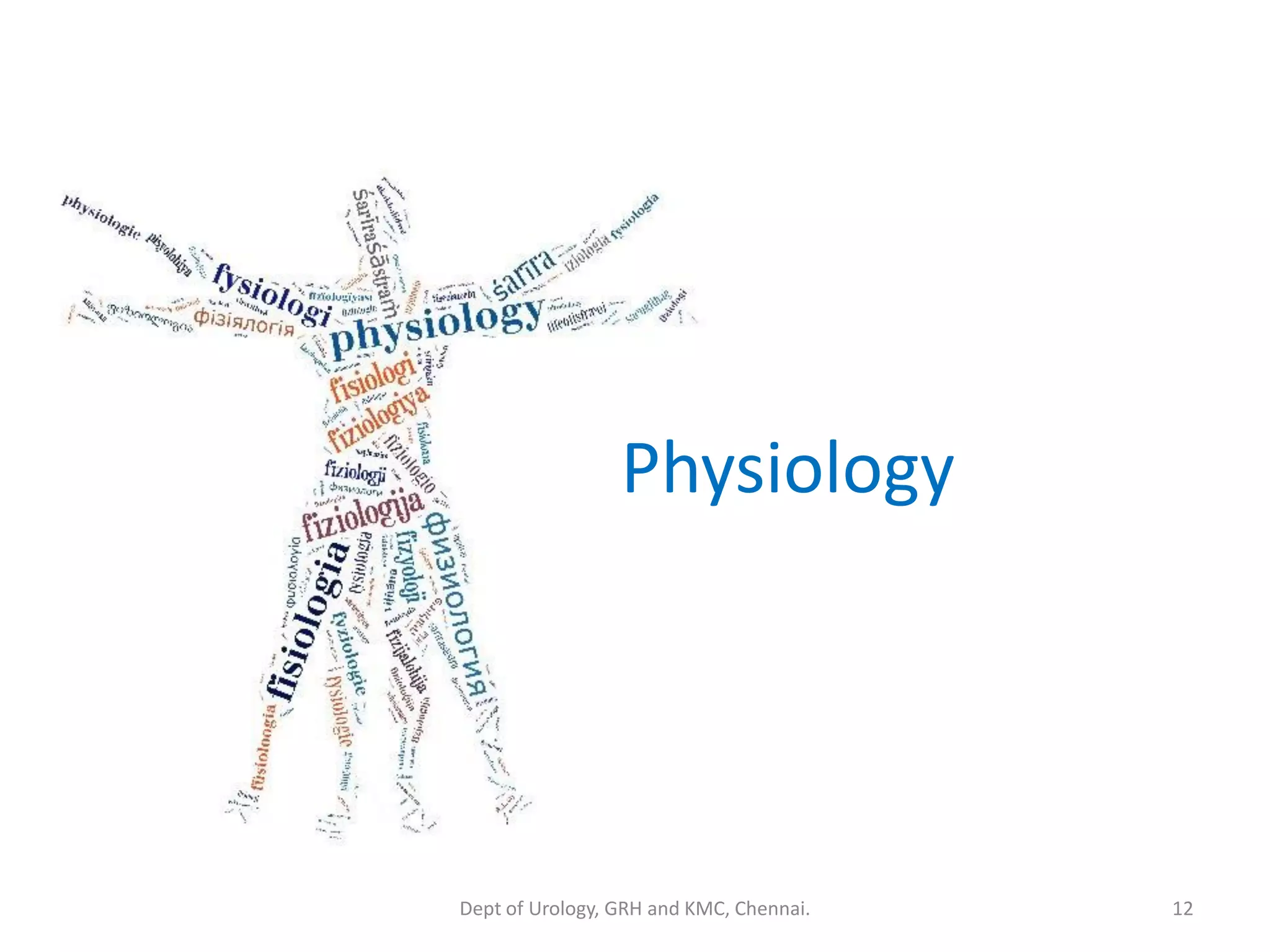 Physiology
12
Dept of Urology, GRH and KMC, Chennai.
 