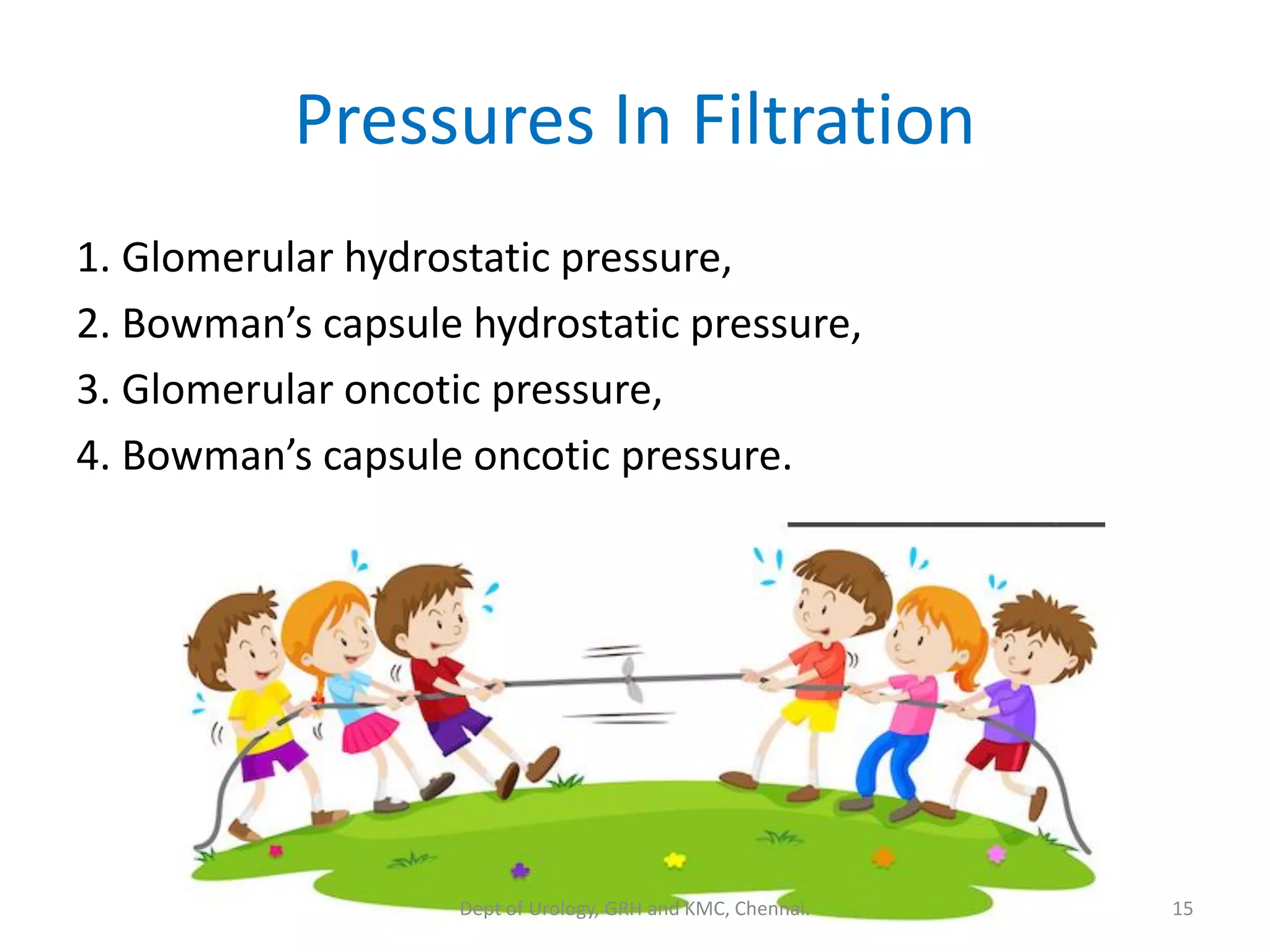 Pressures In Filtration
1. Glomerular hydrostatic pressure,
2. Bowman’s capsule hydrostatic pressure,
3. Glomerular oncotic pressure,
4. Bowman’s capsule oncotic pressure.
15
Dept of Urology, GRH and KMC, Chennai.
 