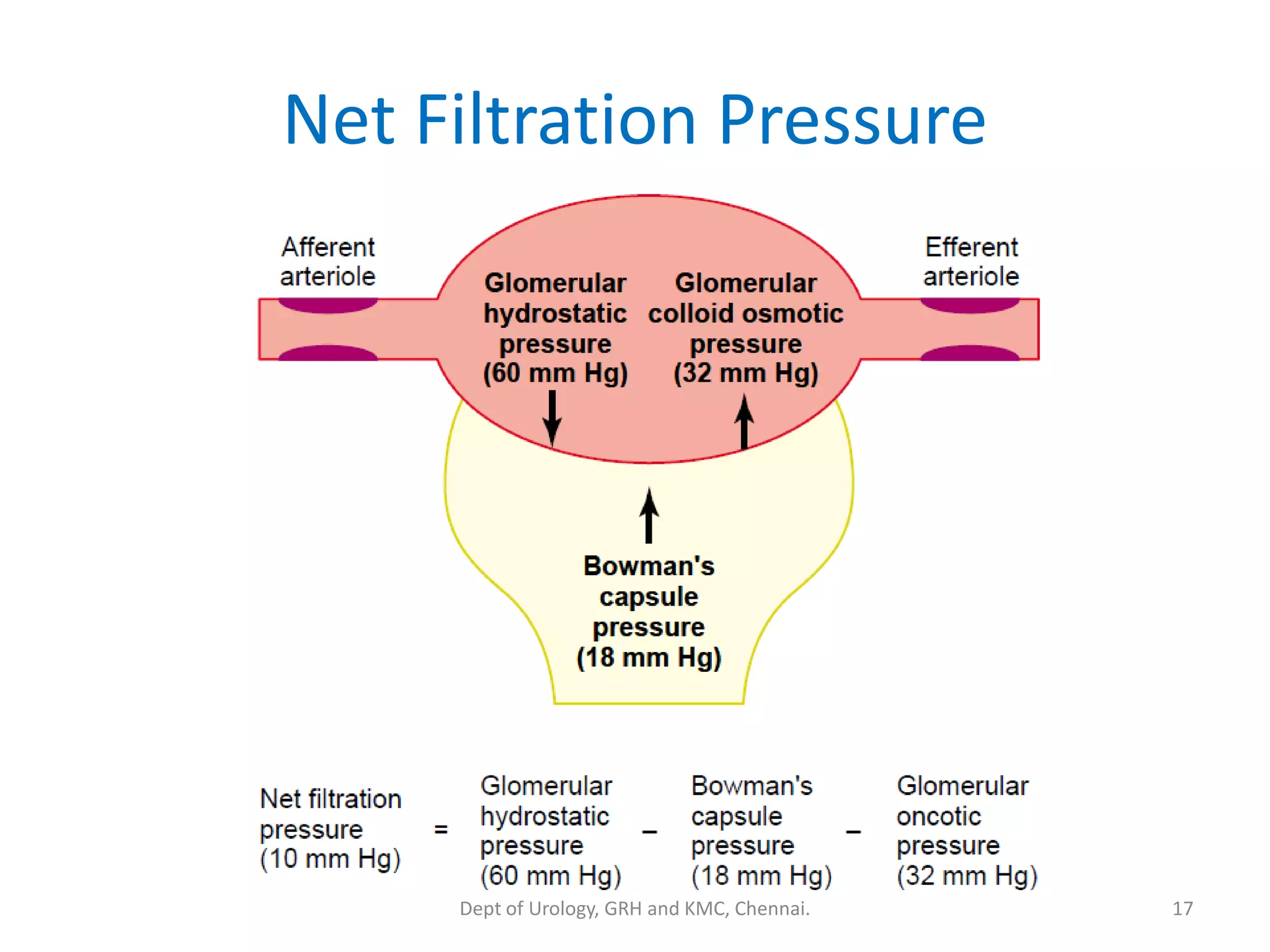 Net Filtration Pressure
17
Dept of Urology, GRH and KMC, Chennai.
 