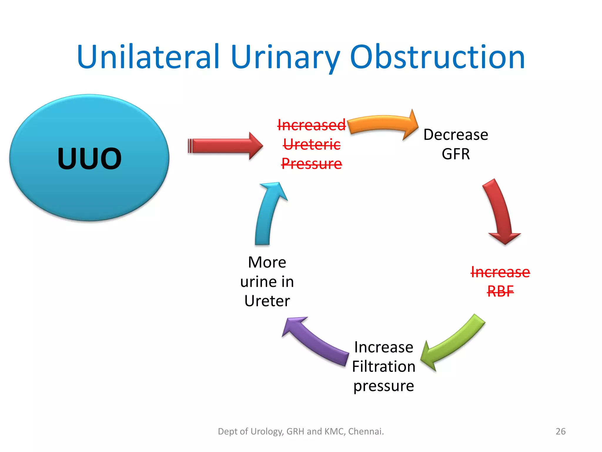 Unilateral Urinary Obstruction
Decrease
GFR
Increase
RBF
Increase
Filtration
pressure
More
urine in
Ureter
Increased
Ureteric
Pressure
UUO
26
Dept of Urology, GRH and KMC, Chennai.
 