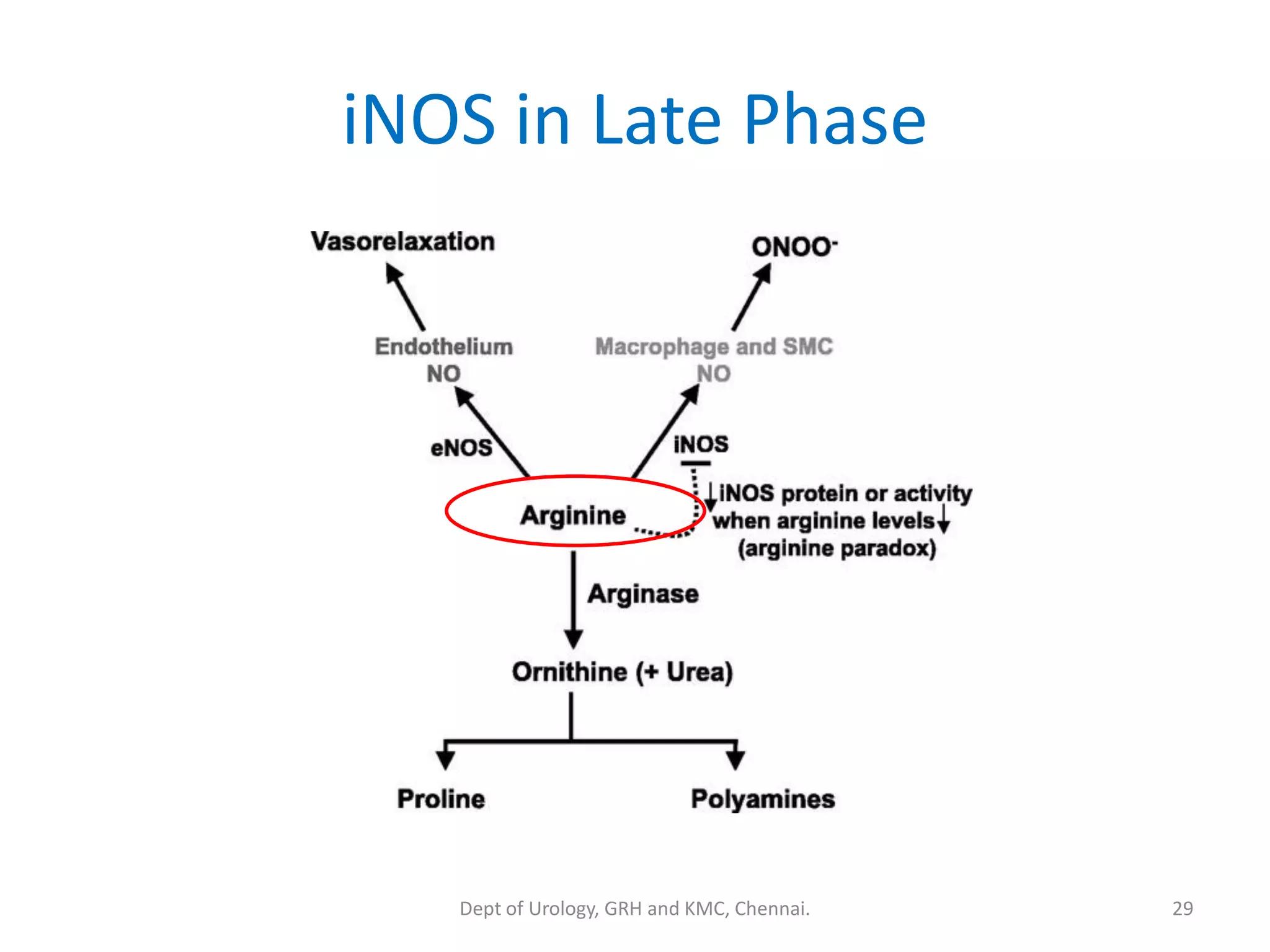iNOS in Late Phase
29
Dept of Urology, GRH and KMC, Chennai.
 