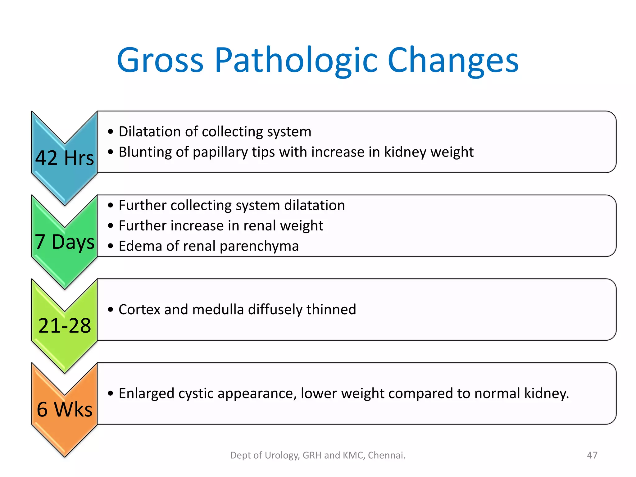 Gross Pathologic Changes
42 Hrs
• Dilatation of collecting system
• Blunting of papillary tips with increase in kidney weight
7 Days
• Further collecting system dilatation
• Further increase in renal weight
• Edema of renal parenchyma
21-28
• Cortex and medulla diffusely thinned
6 Wks
• Enlarged cystic appearance, lower weight compared to normal kidney.
47
Dept of Urology, GRH and KMC, Chennai.
 