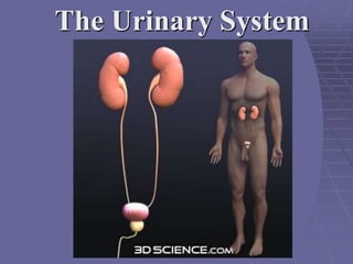 The Urinary System
 