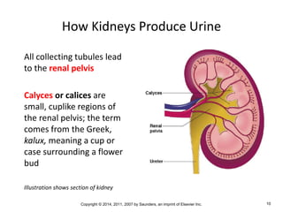 Copyright © 2014, 2011, 2007 by Saunders, an imprint of Elsevier Inc. 10
How Kidneys Produce Urine
All collecting tubules lead
to the renal pelvis
Calyces or calices are
small, cuplike regions of
the renal pelvis; the term
comes from the Greek,
kalux, meaning a cup or
case surrounding a flower
bud
Illustration shows section of kidney
 