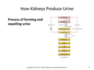 Copyright © 2014, 2011, 2007 by Saunders, an imprint of Elsevier Inc. 11
How Kidneys Produce Urine
Process of forming and
expelling urine
 