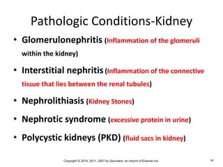 Copyright © 2014, 2011, 2007 by Saunders, an imprint of Elsevier Inc. 14
Pathologic Conditions-Kidney
• Glomerulonephritis (Inflammation of the glomeruli
within the kidney)
• Interstitial nephritis(Inflammation of the connective
tissue that lies between the renal tubules)
• Nephrolithiasis (Kidney Stones)
• Nephrotic syndrome (excessive protein in urine)
• Polycystic kidneys (PKD) (fluid sacs in kidney)
 