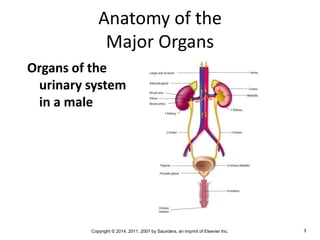 Copyright © 2014, 2011, 2007 by Saunders, an imprint of Elsevier Inc. 3
Anatomy of the
Major Organs
Organs of the
urinary system
in a male
 