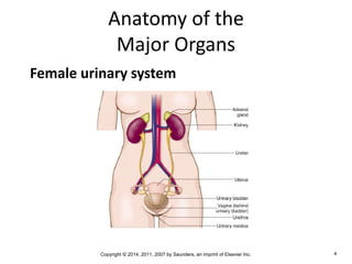 Copyright © 2014, 2011, 2007 by Saunders, an imprint of Elsevier Inc. 4
Anatomy of the
Major Organs
Female urinary system
 