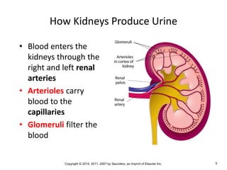Copyright © 2014, 2011, 2007 by Saunders, an imprint of Elsevier Inc. 5
How Kidneys Produce Urine
• Blood enters the
kidneys through the
right and left renal
arteries
• Arterioles carry
blood to the
capillaries
• Glomeruli filter the
blood
 