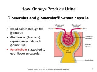 Copyright © 2014, 2011, 2007 by Saunders, an imprint of Elsevier Inc. 7
How Kidneys Produce Urine
• Blood passes through the
glomeruli
• Glomerular (Bowman)
capsule surrounds each
glomerulus
• Renal tubule is attached to
each Bowman capsule
Glomerulus and glomerular/Bowman capsule
 