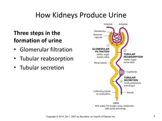 Copyright © 2014, 2011, 2007 by Saunders, an imprint of Elsevier Inc. 8
How Kidneys Produce Urine
Three steps in the
formation of urine
• Glomerular filtration
• Tubular reabsorption
• Tubular secretion
 