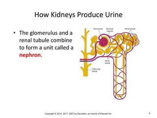 Copyright © 2014, 2011, 2007 by Saunders, an imprint of Elsevier Inc. 9
How Kidneys Produce Urine
• The glomerulus and a
renal tubule combine
to form a unit called a
nephron.
 