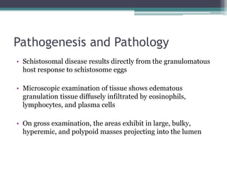 Pathogenesis and Pathology
• Schistosomal disease results directly from the granulomatous
host response to schistosome eggs
• Microscopic examination of tissue shows edematous
granulation tissue diffusely infiltrated by eosinophils,
lymphocytes, and plasma cells
• On gross examination, the areas exhibit in large, bulky,
hyperemic, and polypoid masses projecting into the lumen
 