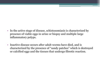 • In the active stage of disease, schistosomiasis is characterized by
presence of viable eggs in urine or biopsy and multiple large
inflammatory polyps.
• Inactive disease occurs after adult worms have died, and is
characterized by the presence of “sandy patches” which is destroyed
or calcified eggs and the tissues that undergo fibrotic reaction.
 
