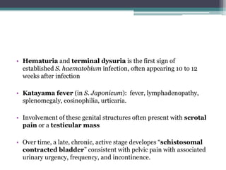 • Hematuria and terminal dysuria is the first sign of
established S. haematobium infection, often appearing 10 to 12
weeks after infection
• Katayama fever (in S. Japonicum): fever, lymphadenopathy,
splenomegaly, eosinophilia, urticaria.
• Involvement of these genital structures often present with scrotal
pain or a testicular mass
• Over time, a late, chronic, active stage developes “schistosomal
contracted bladder” consistent with pelvic pain with associated
urinary urgency, frequency, and incontinence.
 
