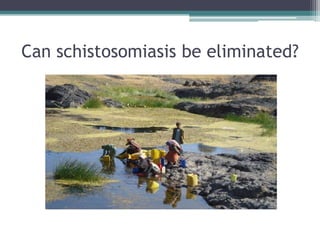 Can schistosomiasis be eliminated?
 