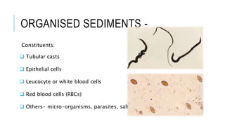 ORGANISED SEDIMENTS -
Constituents:
 Tubular casts
 Epithelial cells
 Leucocyte or white blood cells
 Red blood cells (RBCs)
 Others- micro-organisms, parasites, salts
 