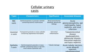 Types Characteristics Significance Associated diseases
RBC
casts
Semitransparent or granular cylinder
containing distinct erythrocytes
Renal parenchymal
bleeding, glomerular
leakage
Acute
glomerulonephritis, IgA
nephropathy, lupus
nephritis, and renal
infarction
Leucocyt
e casts
Transparent granular or waxy cylinder
containing segmented neutrophils
Interstitial
inflammation
Tubulointerstitial
disease
(pyelonephritis),
glomerular disease,
interstitial nephritis,
and lupus nephritis
Epithelia
l casts
Semitransparent granular or waxy
cylinder containing intact or necrotic
renal tubular epithelial cells
Tubular damage Acute tubular necrosis,
acute allograft
rejection,
Cellular urinary
casts
 