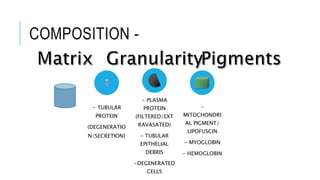 COMPOSITION -
- TUBULAR
PROTEIN
(DEGENERATIO
N/SECRETION)
- PLASMA
PROTEIN
(FILTERED/EXT
RAVASATED)
- TUBULAR
EPITHELIAL
DEBRIS
-DEGENERATED
CELLS
-
MITOCHONDRI
AL PIGMENT/
LIPOFUSCIN
- MYOGLOBIN
- HEMOGLOBIN
 