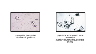Amorphous phosphates
(Colourless granules)
Crystalline phosphates/ Triple
phosphate
(Colourless, refractile, six sided
prisms)
 