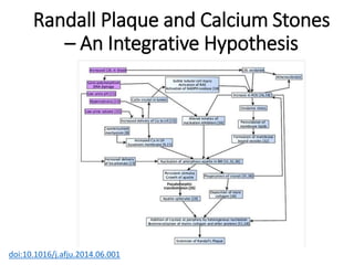 Randall Plaque and Calcium Stones
– An Integrative Hypothesis
doi:10.1016/j.afju.2014.06.001
 