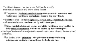 - The filtrate is converted to a waste fluid by the specific
transport of materials into or out of the filtrate.
 The process of selective reabsorption recovers useful molecules and
water from the filtrate and returns them to the body fluids.
- Valuable solutes—including glucose, certain salts, vitamins, hormones,
and amino acids—are reabsorbed by active transport.
 Nonessential solutes and wastes are left in the filtrate or are added to
it by selective secretion, which also occurs by active transport.
pumping of various solutes adjusts the osmotic movement of water into or out of
the filtrate.
 In the last step—excretion—the processed filtrate containing
nitrogenous wastes is released from the body as urine.
 
