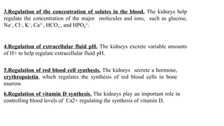 3.Regulation of the concentration of solutes in the blood. The kidneys help
regulate the concentration of the major molecules and ions, such as glucose,
Na+
, Cl−
, K+
, Ca2+
, HCO3
-
, and HPO4
2-
.
4.Regulation of extracellular fluid pH. The kidneys excrete variable amounts
of H+ to help regulate extracellular fluid pH.
5.Regulation of red blood cell synthesis. The kidneys secrete a hormone,
erythropoietin, which regulates the synthesis of red blood cells in bone
marrow.
6.Regulation of vitamin D synthesis. The kidneys play an important role in
controlling blood levels of Ca2+ regulating the synthesis of vitamin D.
 