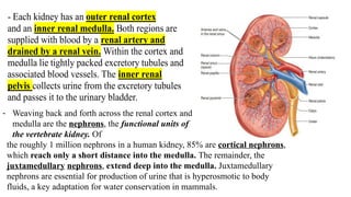 - Each kidney has an outer renal cortex
and an inner renal medulla. Both regions are
supplied with blood by a renal artery and
drained by a renal vein. Within the cortex and
medulla lie tightly packed excretory tubules and
associated blood vessels. The inner renal
pelvis collects urine from the excretory tubules
and passes it to the urinary bladder.
- Weaving back and forth across the renal cortex and
medulla are the nephrons, the functional units of
the vertebrate kidney. Of
the roughly 1 million nephrons in a human kidney, 85% are cortical nephrons,
which reach only a short distance into the medulla. The remainder, the
juxtamedullary nephrons, extend deep into the medulla. Juxtamedullary
nephrons are essential for production of urine that is hyperosmotic to body
fluids, a key adaptation for water conservation in mammals.
 