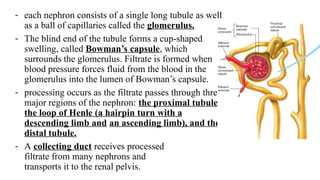- each nephron consists of a single long tubule as well
as a ball of capillaries called the glomerulus.
- The blind end of the tubule forms a cup-shaped
swelling, called Bowman’s capsule, which
surrounds the glomerulus. Filtrate is formed when
blood pressure forces fluid from the blood in the
glomerulus into the lumen of Bowman’s capsule.
- processing occurs as the filtrate passes through three
major regions of the nephron: the proximal tubule,
the loop of Henle (a hairpin turn with a
descending limb and an ascending limb), and the
distal tubule.
- A collecting duct receives processed
filtrate from many nephrons and
transports it to the renal pelvis.
 