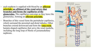- each nephron is supplied with blood by an afferent
arteriole, an offshoot of the renal artery that
branches and forms the capillaries of the
glomerulus. The capillaries converge as they leave the
glomerulus, forming an efferent arteriole.
- Branches of this vessel form the peritubular capillaries,
which surround the proximal and distal tubules. Other
branches extend downward and form the vasa recta,
hairpin-shaped capillaries that serve the renal medulla,
including the long loop of Henle of juxtamedullary
nephrons.
 