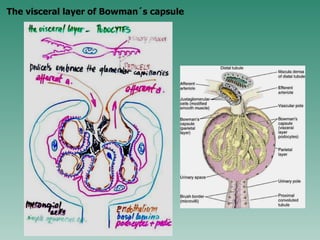 The visceral layer of Bowman´s capsule