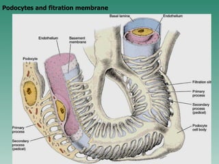 Podocytes and fitration membrane