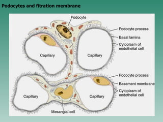 Podocytes and fitration membrane