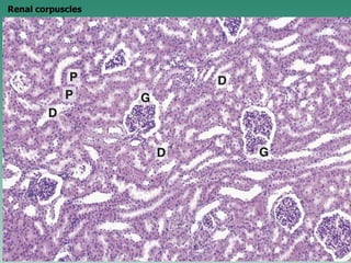 Renal corpuscles