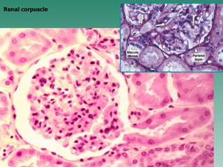 Renal corpuscle