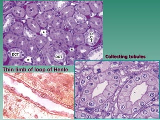 Thin limb of loop of Henle Collecting tubules