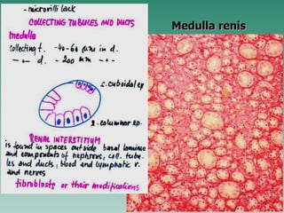 Medulla renis