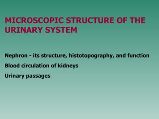 M ICROSCOPIC STRUCTURE OF THE URINARY SYSTEM Nephron - its structure, histotopography, and function Blood circulation of kidneys Urinary passages