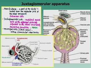 Juxtaglomerular apparatus