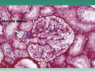 Macula densa