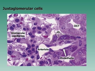 Juxtaglomerular cells