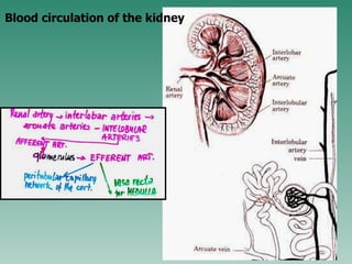 Blood circulation of the kidney 