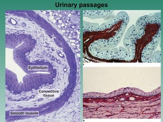 Urinary passages