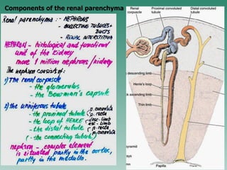 Components of the renal parenchyma