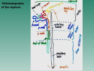 Histotopography of the nephron