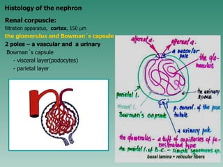 Renal corpuscle: filtration apparatus, cortex , 150 m the glomerulus and Bowman´s capsule 2 poles – a vascular and a urinary Bowman´s capsule - visceral layer(podocytes) - parietal layer Histology of the nephron