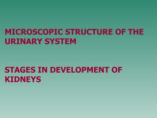 M ICROSCOPIC STRUCTURE OF THE URINARY SYSTEM STAGES IN DEVELOPMENT OF KIDNEYS 