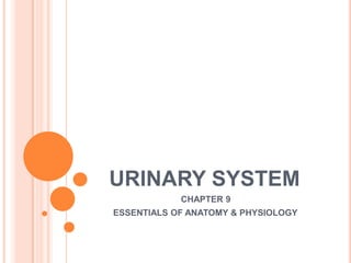    URINARY SYSTEM 	        CHAPTER 9          ESSENTIALS OF ANATOMY & PHYSIOLOGY 