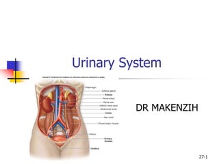 27-1
Urinary System
DR MAKENZIH
 