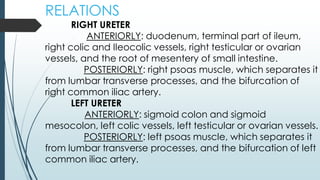 RELATIONS
RIGHT URETER
ANTERIORLY: duodenum, terminal part of ileum,
right colic and Ileocolic vessels, right testicular or ovarian
vessels, and the root of mesentery of small intestine.
POSTERIORLY: right psoas muscle, which separates it
from lumbar transverse processes, and the bifurcation of
right common iliac artery.
LEFT URETER
ANTERIORLY: sigmoid colon and sigmoid
mesocolon, left colic vessels, left testicular or ovarian vessels.
POSTERIORLY: left psoas muscle, which separates it
from lumbar transverse processes, and the bifurcation of left
common iliac artery.
 